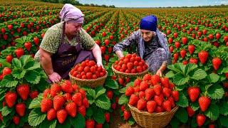 Lots of Fresh Strawberries : Mix of Strawberry Jam and Delicious Lunch Recipe