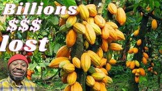 5 reasons Nigerians hate Cocoa Farming | Investment opportunities in Nigeria