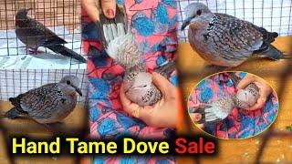 Hand Tame Dove Sale || Dove Bird Sale || MD Irfan Vlog