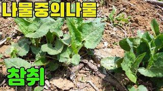 한국의 약용식물(참취)-간기능에좋은 산나물-텃밭친구