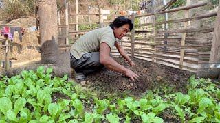 Growing Organic Greens | Village Life | BijayaLimbu