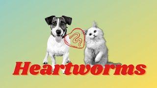 Pet Education - Heart worms health care