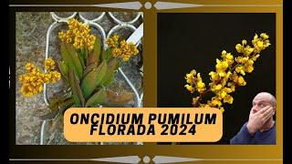 Oncidium pumilum: Conheça essa linda orquídea de "natal".