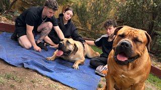 Molly The Boerboel Heart Breaking News #boerboel #shortvideo #trending