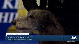 Scottish Deerhound wins Best in Show at National Dog Show