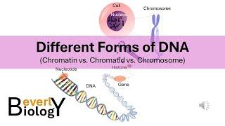 Chromosomes vs Chromatids vs Chromatin (Different Forms of DNA)