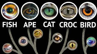 Every Eye In The Animal Kingdom | WIRED