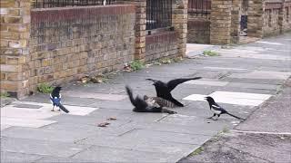 Sparrowhawk attacks jackdaw, then gets mobbed