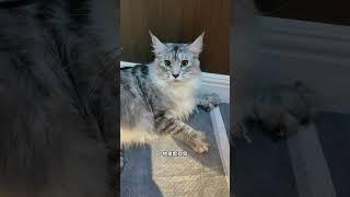 什么！！！这猫是人变得吧！！！