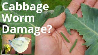 Cabbage Worm Damage? What (and who) to watch out for!