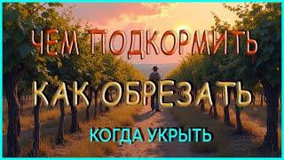 Как ОБРЕЗАТЬ и подготовить ВИНОГРАД к зиме.