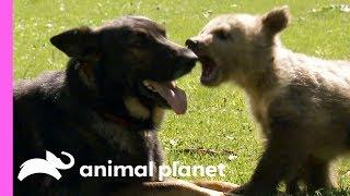 A Baby Bear And A German Shepherd Become The Best Of Friends! | Too Cute!