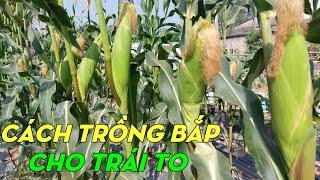 How To Grow Corn From Seeds To Harvest  | Phan Đức #199