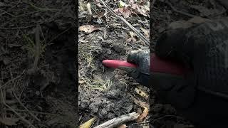 Hunting the old river bed for lost coins! #metaldetecting #minelabmanticore