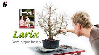 Larix decidua: Tough and adaptable with graceful branches and golden foliage