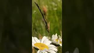 Field Of Daisys