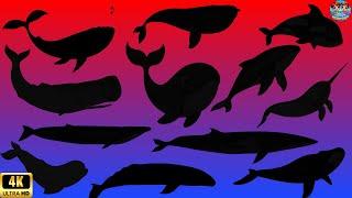 Guess the whale shadow quiz| shadow game | learning sea animals video for kids | Family Fun Time!