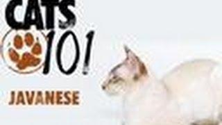 Javanese | Cats 101