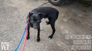 Scared farm dog frozen in fear after years of abuse: Bob's Story