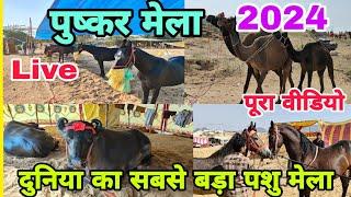 Pushkar Mela 2024 live | Pushkar Mela 2024 | Pushkar Pashu Mela 2024 | पुष्कर मेला 2024 लाइव वीडियो