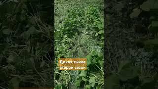 Еле нашел тыкву в этой траве!))) #дача #тыква #грядки #фазенда #деревня #tiktok #шортс #shorts