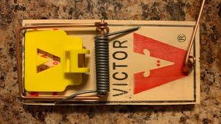 How To Set A Mouse Trap ( Tips From Pest Control Tech)