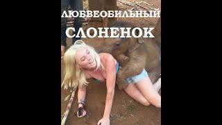 Не виноватая Я, он сам пришел! Девушка и слоненок.#Девушкаислоненок#Любвеобильныйслоненок