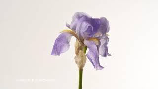 Compilation Iris Flower opening time lapse. 4K