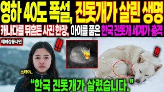 [해외감동사연]”영하 40도 폭설에 한국 진돗개가 살린 생명” 캐나다를 뒤흔든 사진한장, 아이를 품은 한국 진돗개 보자 전 세계가 충격 받은 이유