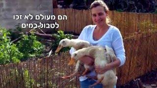 בריכה במקום שחיטה