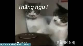 KÊNH NHỊ- ĐỌC SUY NGHĨ ĐỘNG VẬT mới nhất 2021 - đọc suy nghĩ chó mèo (phần 24)