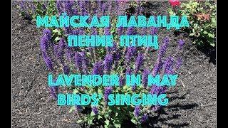 ФУТАЖ. Майская лаванда, пение птиц. FOOTAGE. Lavender in May, birds' singing.