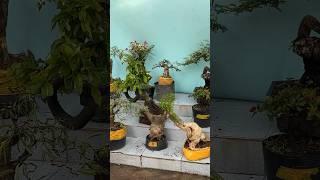 Bonsai hoa trái đủ loại xem full video ️