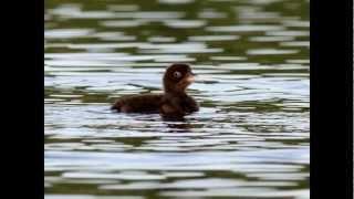 Squam Lake Loon Initiative 2012