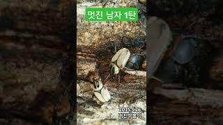국립수목원의 멋진 남자 1탄~자기 여자를 지키기 위해 온몸으로 싸웁니다. #사슴풍뎅이 #멋진남자 #멋진곳 #전투 #마이클잭슨 #꺼져 #Beat_it #국립수목원 #벌볼일있는사람들