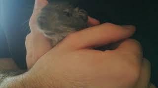 Octodon, degu qui chante