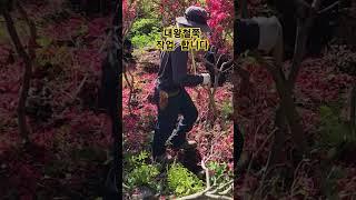 대왕철쭉 작업합니다 #대왕철쭉 #철쭉