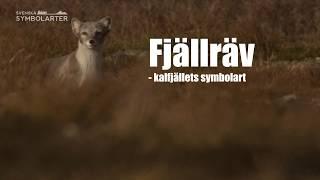 Svenska symbolarter: Fjällräv