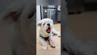 콩이의하루