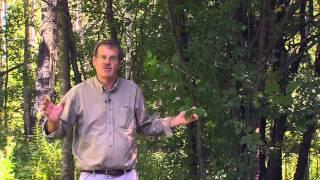 Great Gardening Tips: Buckthorn