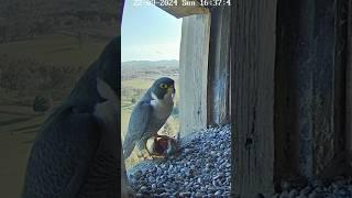 Falcon female show no interest in male's prey #falcon #birds #shorts #nature #falcons #wildlife