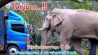 Ep.427 ใหญ่มาก.. ตัวเทียบเท่ารถบรรทุก 6 ล้อ #wildlife #เขาใหญ่ #ช้างป่า #nature #new#elephant