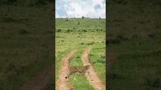 My Wildlife Photos Day 8: Cheetah in Kenya