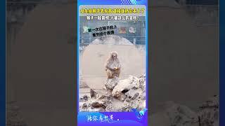 女生給猴子丟東西，直接就扔它手上了 猴子一臉震驚：人都這麽厲害嗎？ #shorts #萌宠