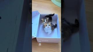  역대 가장 귀여운 새끼 고양이 야옹! 
