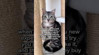 What's your cat's toxic trait?  #cat