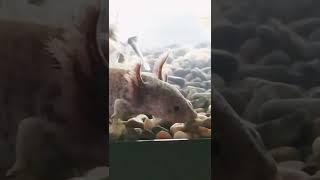 Axey the axolotl