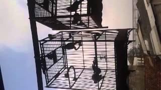 chào mào đất quảng 01655729276