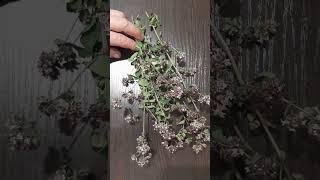 ДУШИЦА. КАК ВЫГЛЯДИТ, ДЛЯ ЧЕГО ОНА.
