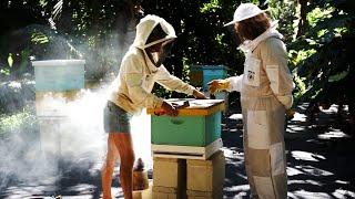 Why Keep Bees? An Expert's Opinion